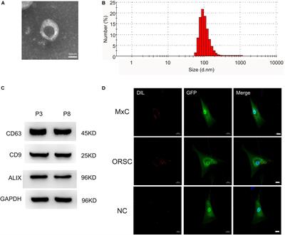 miR-140-5p in Small Extracellular Vesicles From Human Papilla Cells Stimulates Hair Growth by Promoting Proliferation of Outer Root Sheath and Hair Matrix Cells